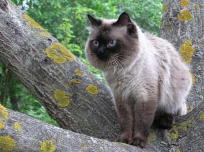 Ищу кошку для вязки Невская маскарадная, балинез - Украина, Киев. Цена 800 гривен