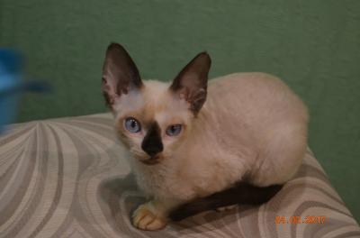Продам котенка Девон рекс - Украина, Никополь. Цена 350 долларов