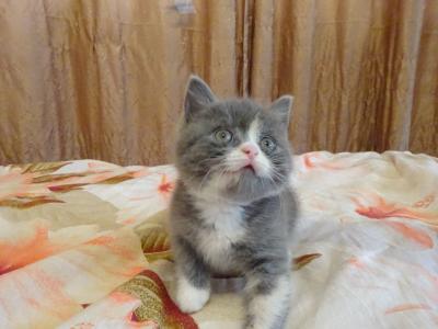 Продам котенка Скотиш страйт - Россия, Сочи. Цена 3500 рублей
