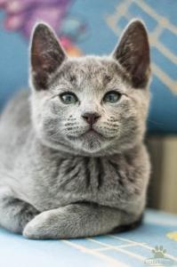 Продам котенка Русская голубая - Австрия, Вена. Цена 30000 рублей