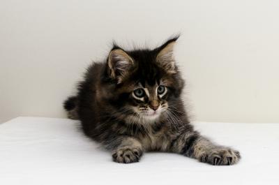 Продам котенка Мейн-кун - Украина, Винница. Цена 700 долларов. Котята из питомника 