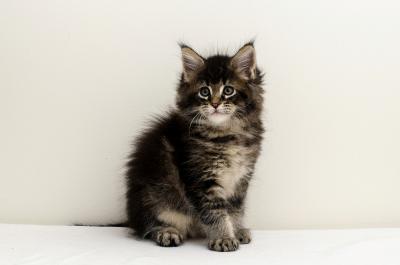 Продам котенка Мейн-кун - Украина, Киев. Цена 700 долларов. Котята из питомника 