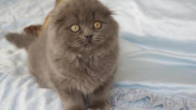 Продам котенка Скотиш фолд - Финляндия, Lapperanta. Цена 425 евро