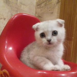 Продам котенка Скотиш фолд - Россия, Санкт-Петербург. Цена 7000 рублей