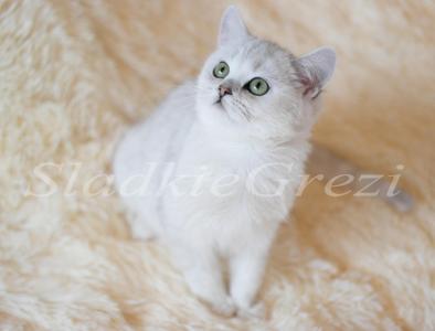 Продам котенка Британская кошка - Россия, Москва. Котята из питомника 