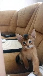 Продам котенка Абиссинская кошка - Россия, Брянск. Цена 25000 рублей