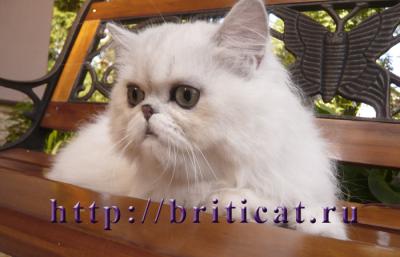 Продам котенка Персидская кошка - Россия, Москва. Цена 10000 рублей