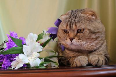 Ищу кота для вязки Скотиш фолд - Россия, Москва. Цена 3500 рублей