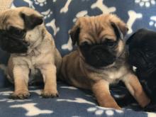 Puppies for sale pug - USA, Georgia. Price 350 $