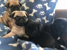 Puppies for sale pug - Belgium, Brussels. Price 350 $
