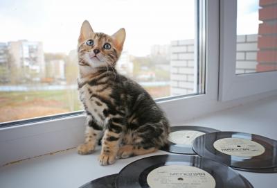 Продам котенка Бенгальская кошка - Россия, Ижевск. Цена 20000 рублей