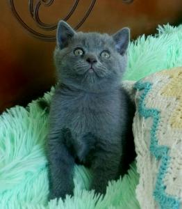 Продам котенка Британская кошка - Россия, Краснодар. Цена 3000 рублей
