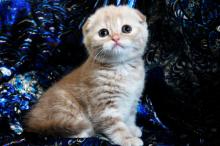 Kittens for sale scottish fold - Russia, Moscow. Price 800 $.  Sharmila - Russia, Rostov-na-Donu