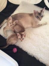 Kittens for sale tonkinese - Belgium, Brussels. Price 600 $