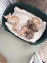 Kittens for sale tonkinese - USA, California, San Diego. Price 600 $