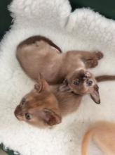 Kittens for sale tonkinese - Belgium, Brussels. Price 1000 $