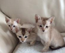 Kittens for sale tonkinese - Russia, Orenburg. Price 1000 $