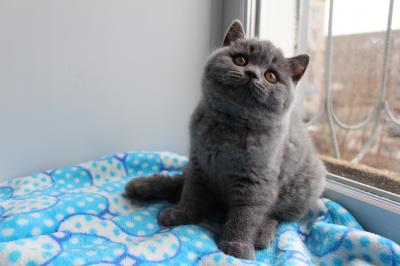 Продам котенка Британская кошка - Россия, Хабаровск