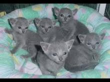 Kittens for sale russian blue - Russia, Moscow