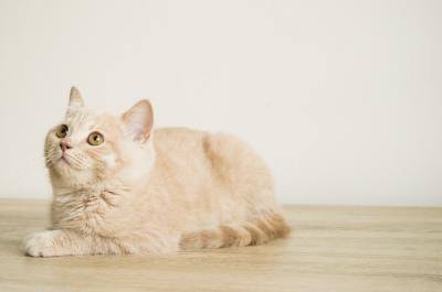 Продам котенка Британская кошка - Чехия, Прага. Цена 450 евро. Котята из питомника Queen's park - Чехия, Прага