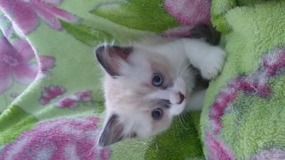 Продам котенка Тайская кошка - Россия, Саратов. Цена 100 рублей