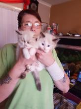Kittens for sale ragdoll - USA, California. Price 250 $
