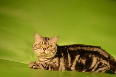 Ищу кошку для вязки Британская кошка - Россия, Кострома. Цена 1500 рублей