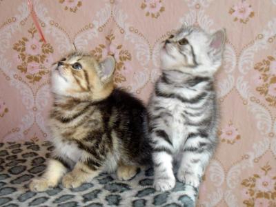 Продам котенка Британская кошка - Россия, Кострома. Цена 2000 рублей