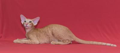 Продам котенка Ориентальная кошка - Россия, Омск. Цена 25000 рублей