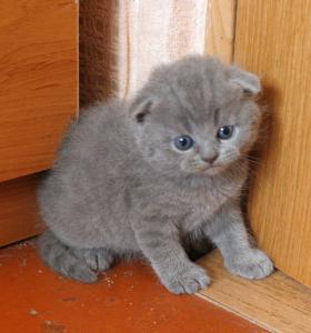 Продам котенка Британская кошка - Россия, Калининград. Цена 3500 рублей