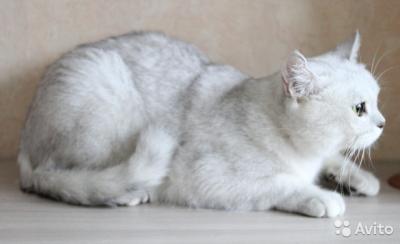 Продам котенка Британская кошка - Россия, Оренбург. Цена 500 рублей