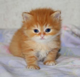 Продам котенка Британская кошка - Россия, Москва. Цена 6000 рублей