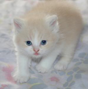 Продам котенка Британская кошка - Россия, Москва. Цена 3000 рублей