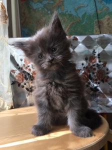 Продам котенка Мейн-кун - Россия, Москва. Цена 20000 рублей