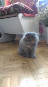 Продам котенка Персидская кошка - Россия, Москва, Москва. Цена 7000 рублей