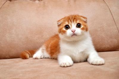 Продам котенка Скотиш фолд - Украина, Одесса. Цена 4000 гривен