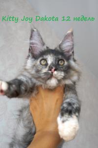 Продам котенка Мейн-кун - Россия, Новосибирск. Котята из питомника Kitty Joy - Россия, Новосибирск