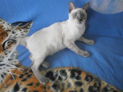 Продам котенка Меконгский бобтейл - Латвия, Даугавпилс. Цена 350 евро. Котята из питомника Arches Stars - Латвия, Даугавпилс