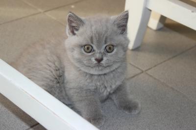 Продам котенка Британская кошка - Беларусь, Могилев. Цена 100 рублей