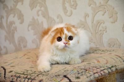 Продам котенка Скотиш фолд - Украина, Полтава. Цена 2500 рублей