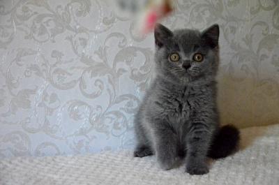 Продам котенка Американская короткошерстная - Украина, Львов. Цена 4000 гривен