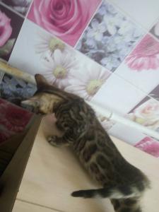 Продам котенка Бенгальская кошка - Россия, Московская область. Цена 20000 рублей