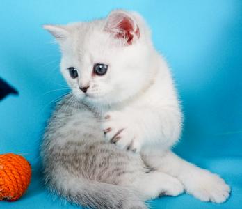 Продам котенка Британская кошка - Россия, Курск. Цена 3000 рублей