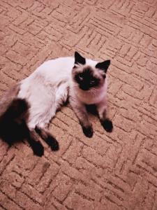 Ищу кота для вязки Тайская кошка - Россия, Электросталь