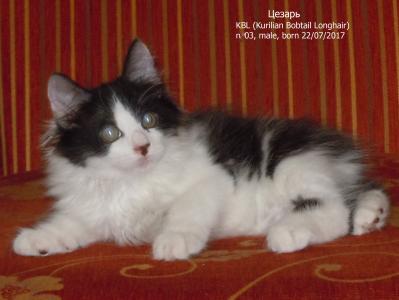 Продам котенка Курильский бобтейл - Украина, Днепропетровск. Цена 20000 рублей