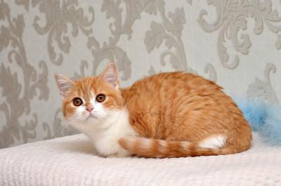 Продам котенка Шотландская вислоухая - Молдавия, Кишинёв. Цена 150 долларов