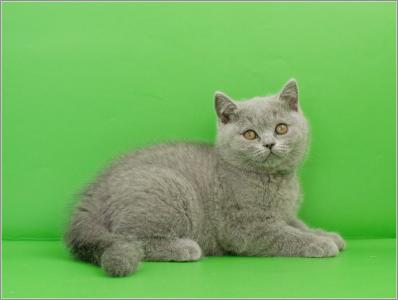 Продам котенка Британская кошка - Россия, Пенза. Котята из питомника KOTOFANIA - Россия, Пенза