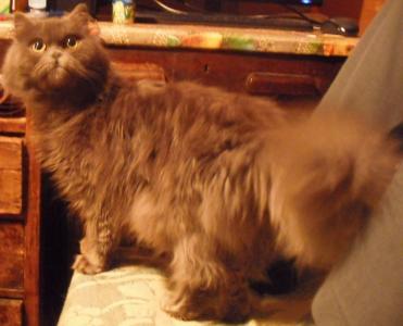 Ищу кота для вязки Британская кошка, Британская длинношерстная - Россия, Московская область. Цена 1500 рублей