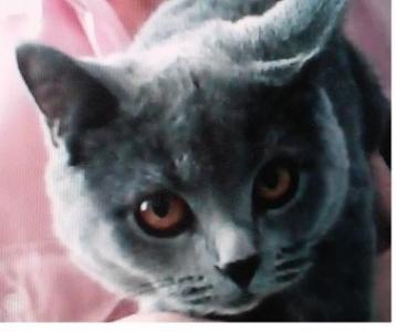Продам котенка Британская кошка - Россия, Санкт-Петербург. Цена 8 000 рублей