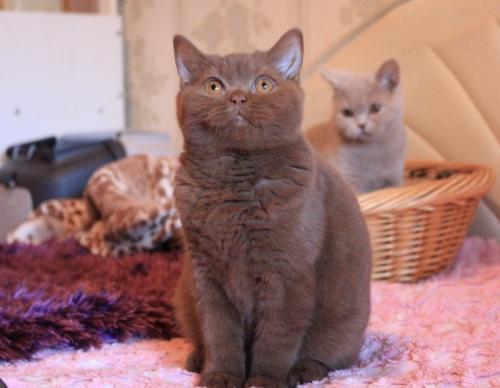 Продам котенка Британская кошка - Украина, Одесса. Цена 400 долларов